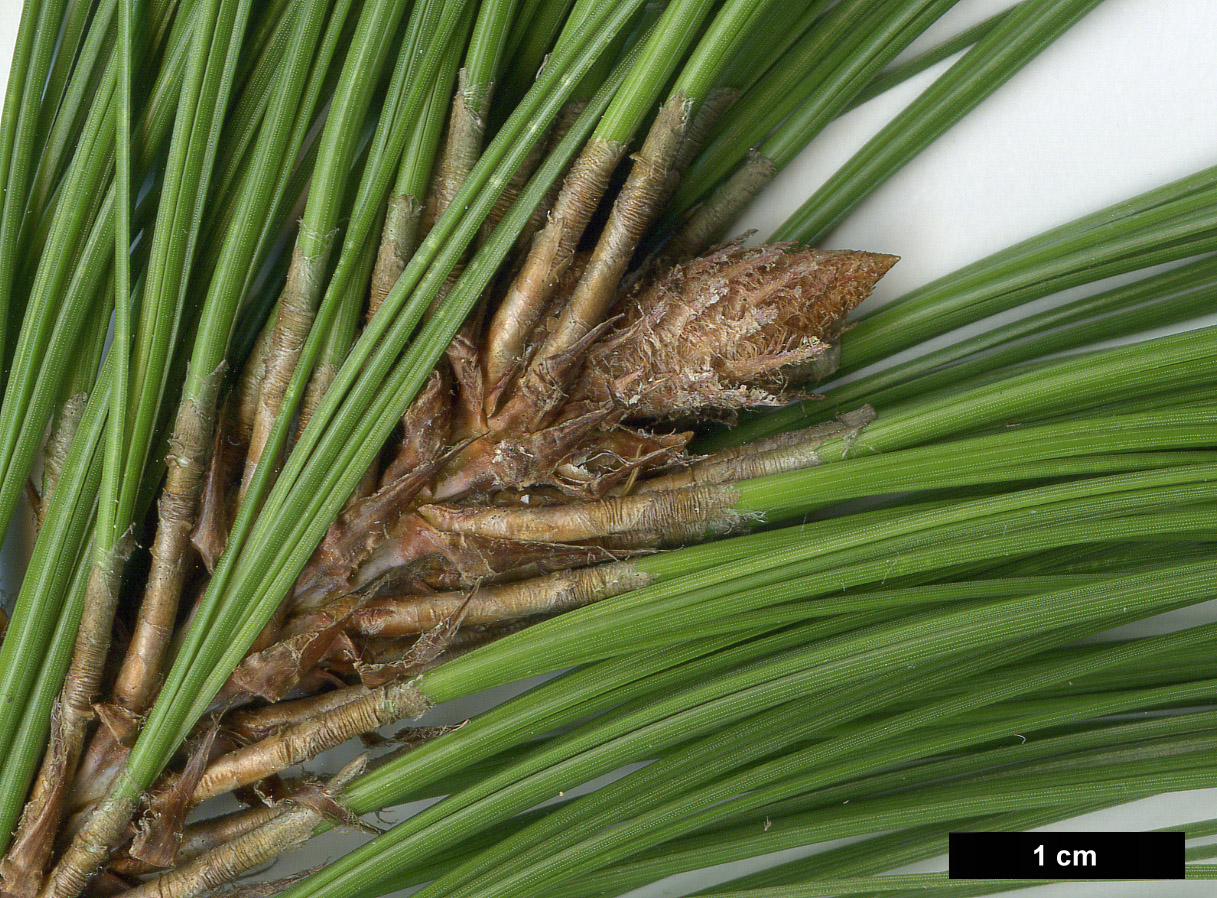 High resolution image: Family: Pinaceae - Genus: Pinus - Taxon: arizonica